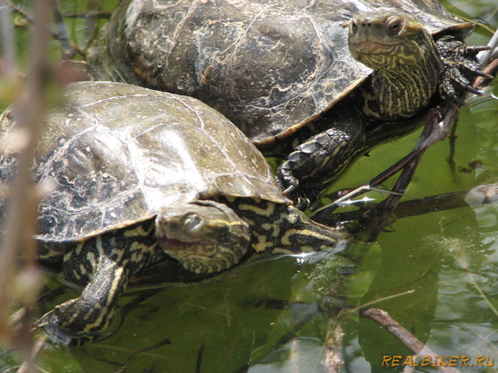 Черепахи озера Курнас