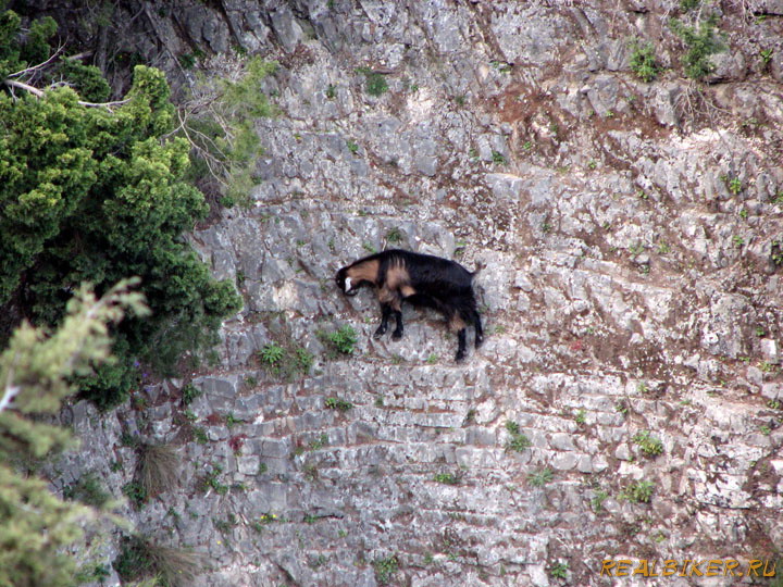 Дикая коза в ущелье Имброс