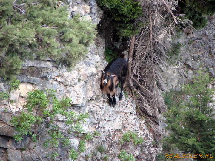 Еще одна любопытная коза в ущелье Имброс