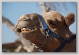 Camel Park в Мазотос. Собственно, верблюд.